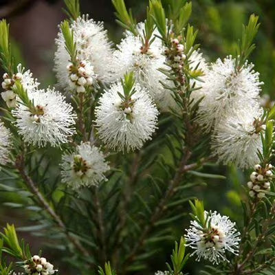 Tea-Tree