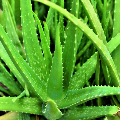 Aloe-Vera