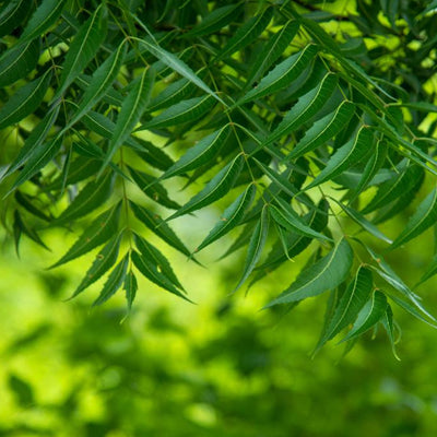 Neem